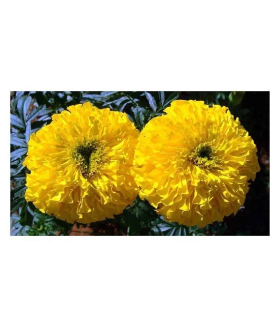 KANISHQ SEEDS YELLOW MARIGOLD FLOWER SEEDS-50 SEEDS