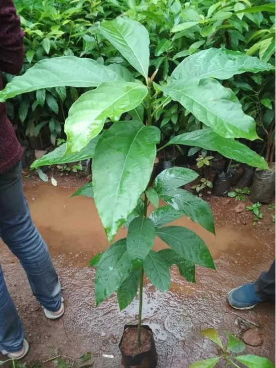 Exotic Grafted Avocado Fruit Plant