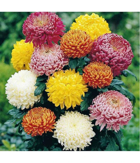 homeagro - Chrysanthemum Flower ( 50 Seeds )