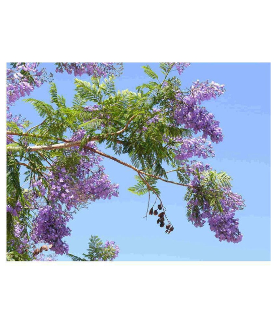 Green India Jacaranda - blue jacaranda tree seeds - Jacaranda mimosifolia seeds - black poui - the fern tree seeds â?? Ornamental flowering tree seeds - Pack of 20 Seed