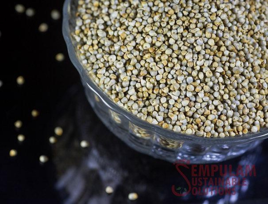 Pearl Millet - 500 Gms