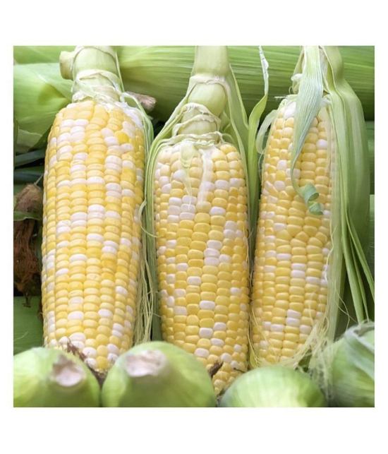 Sweet Corn Seeds - Silver Queen - Vegetable Garden Planting 50 Seeds