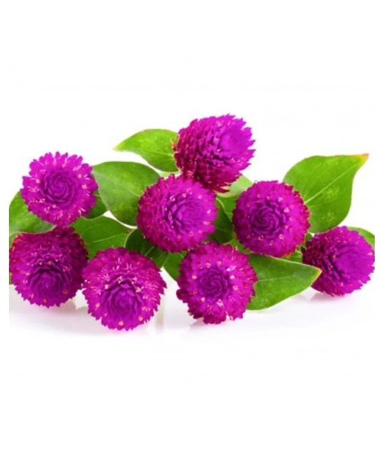 Gomphrena purple seeds Flower 20 Seeds