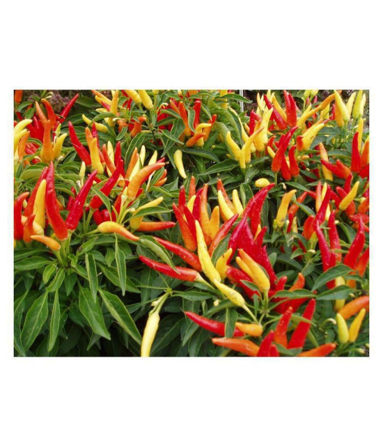 R-DRoz Ornamental Chilly Premium Seeds - Pack of 25 Exotic Seeds