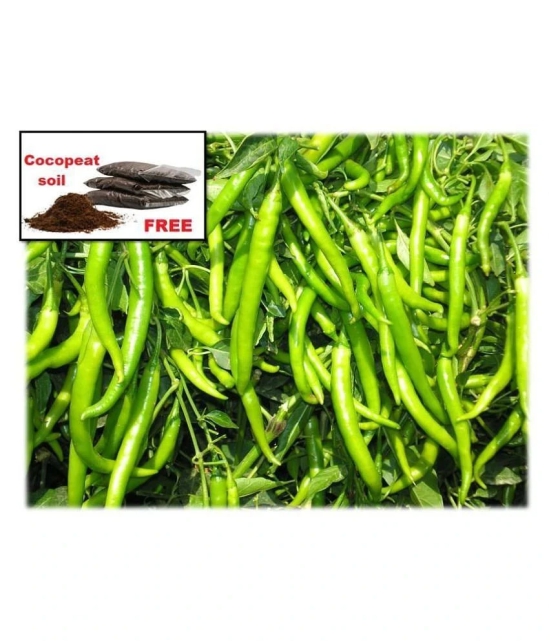 hybrid Green Chilli Seeds | Pack of 50 seeds + cocopeat soil free