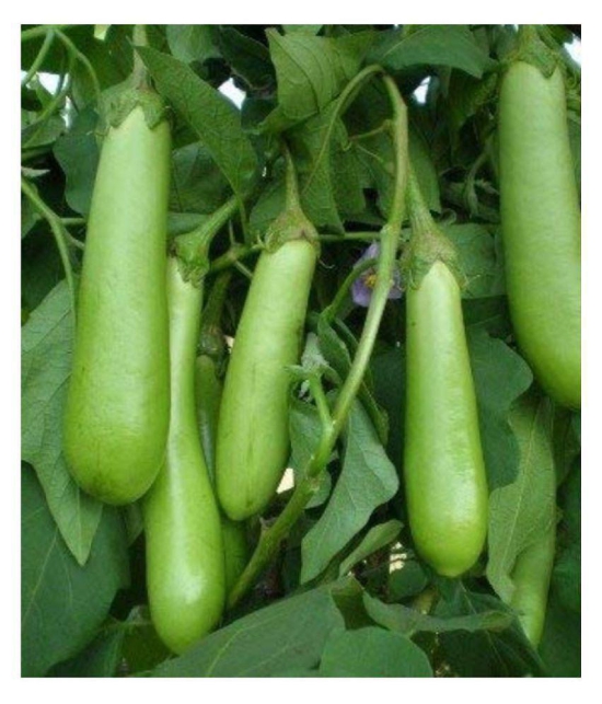 SHOP 360 GARDEN Brinjal Hybrid Green Long Seeds (Pack of 300 Seeds)