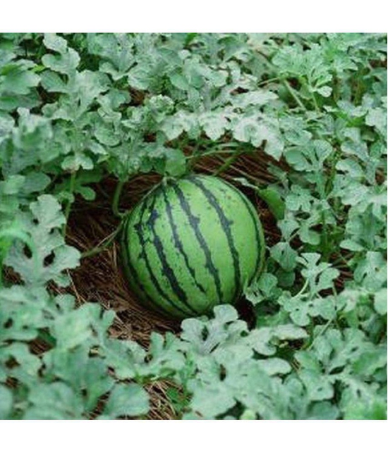 CLASSIC GREEN EARTH - Watermelon Fruit ( 15 Seeds )