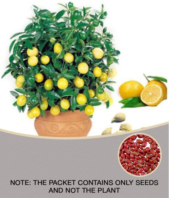 Lemon Tree Seeds Fruit Seed Home Garden Indoor Outdoor Dwarf Plant 10 Seeds