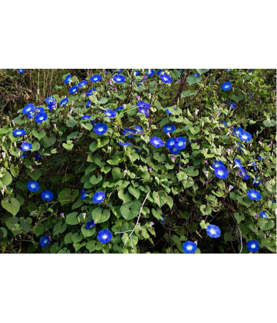 CLASSIC GREEN EARTH - Ipomoea Flower ( 20 Seeds )