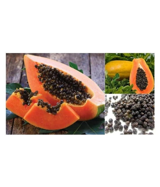 shivam organic seeds PAPAYA SEED - Honey Dew Papaya - organic seeds - (50 per packet)