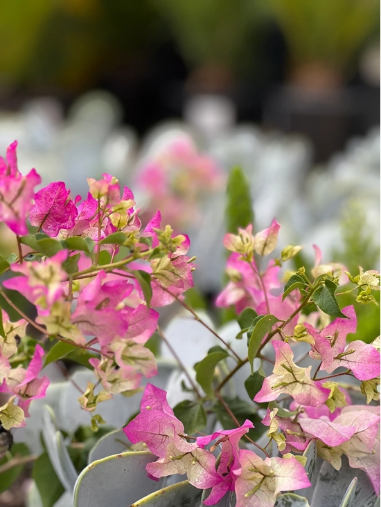 Bougainvillea Flowers Plant For Home Garden