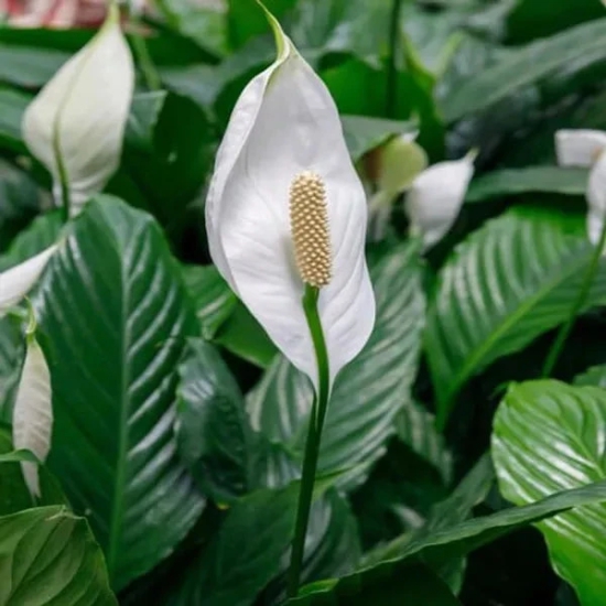 Peace Lily Plant