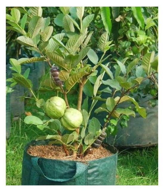 African Giant  Guava Seeds 100 seeds