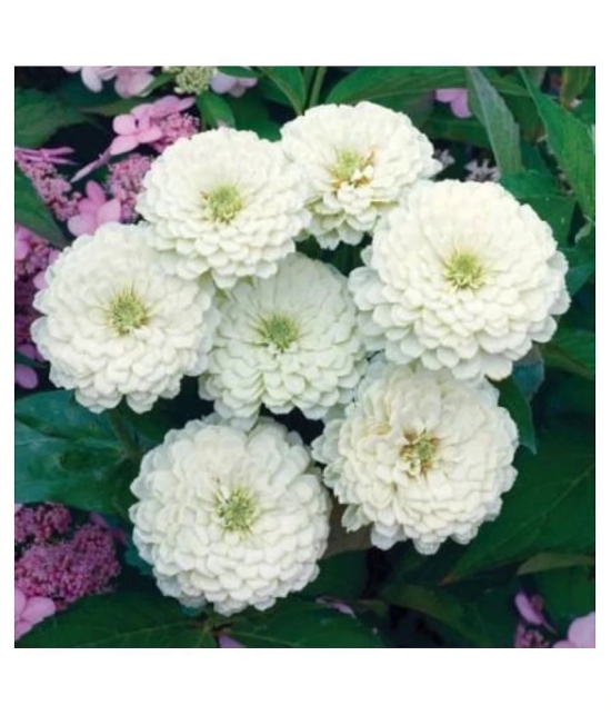 homeagro- Zinnia Flower Seeds (Pack of 30)