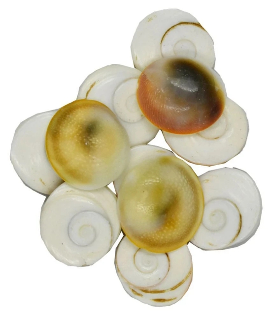 Gomati Chakra Set of 11 Off White |Puja Samagri for Goddess Laxmi  (2 x 2 cm)