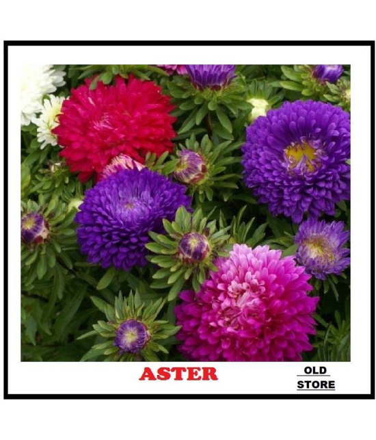 Color mix aster flower 100 seeds pack with free Free cocopeat and user manual for your garden