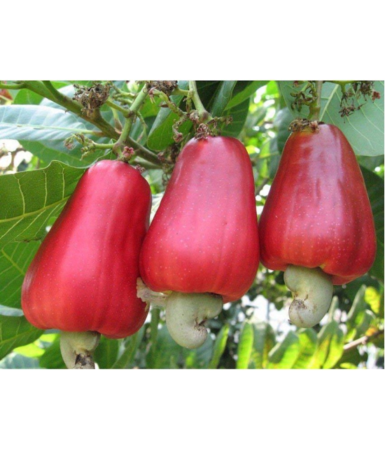 Golden Hills Farm Cashew Nut Kaju Tree Seeds (Multicolour) 5 seeds