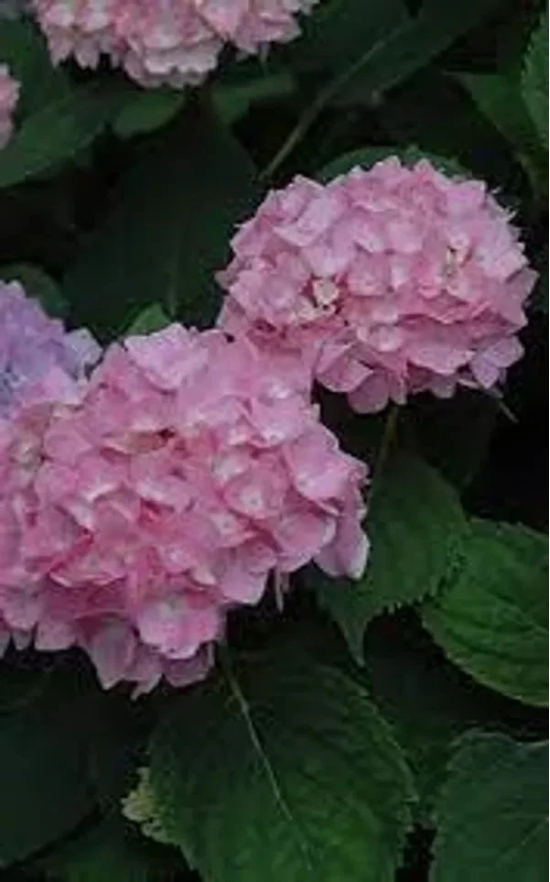 Hybrid Hydrangea Plant For Gardening