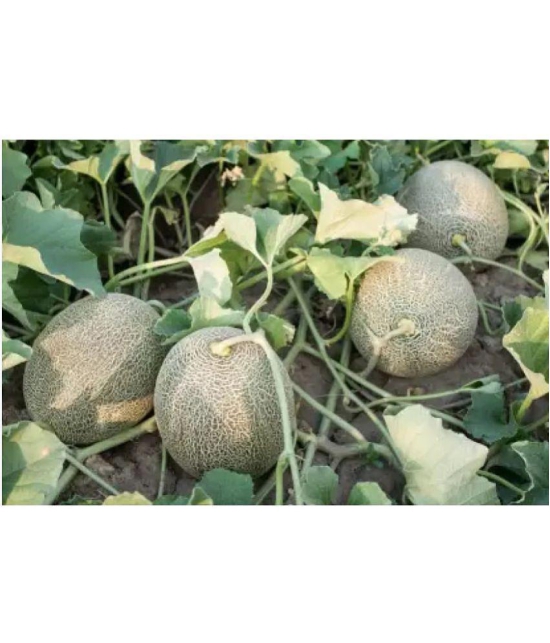 CLASSIC GREEN EARTH - Watermelon Vegetable ( 50 Seeds )