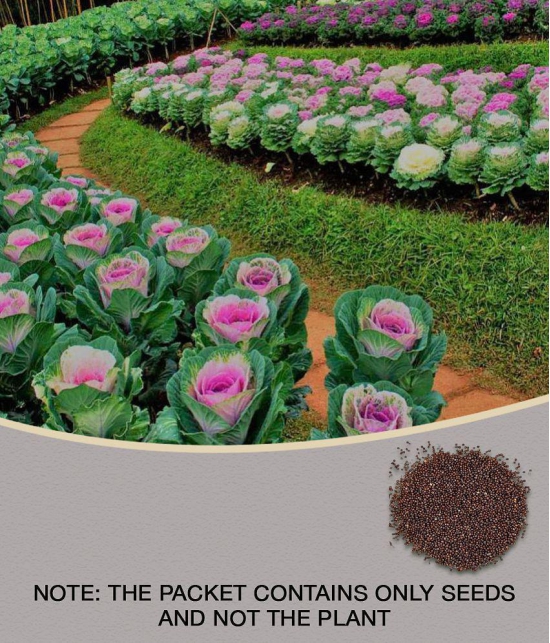 GARDEN ORNAMENTAL CABBAGE KALE FLOWER SEEDS - PACK OF 30 SEEDS