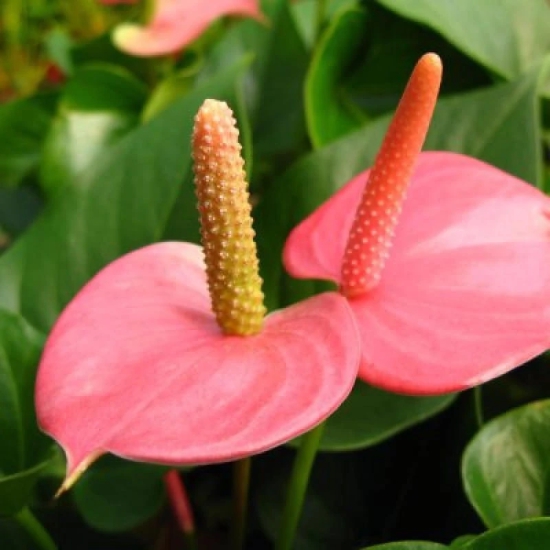 Pink Anthurium Flower Plant