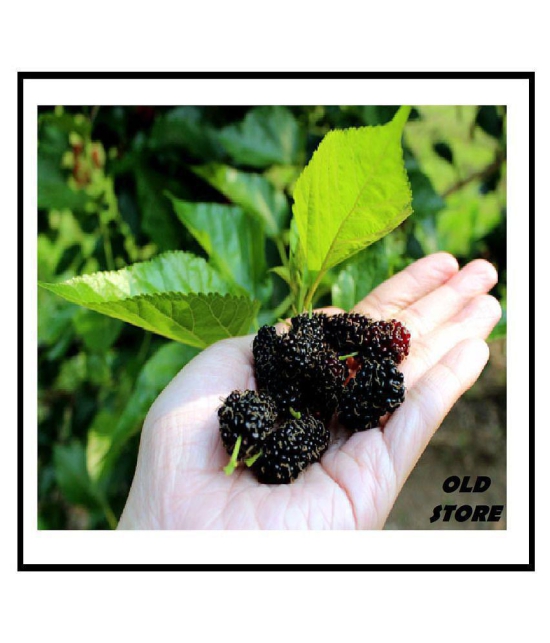 OLD STORE SAHTOOT BERRY FRUIT 100 SEEDS WITH FREE COCOPEAT COMBO PACK  FOR GARDENING PURPOSE WITH USER MANUAL