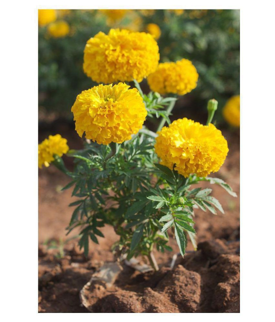 African Marigold Flower Seeds