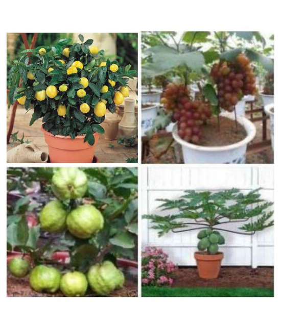 fruit seeds combo - 5 - 5 seeds of each one ( 20 seed ) lemon,grapes,papaya,guava - with instruction manual