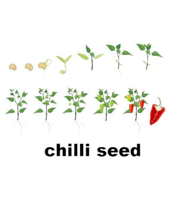 Pepper Chilli Hybrid Bengali Surajmukhi Type Seeds | 100 seeds