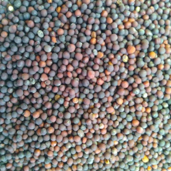 Mustard Sarso Seed | Vegetable Seeds