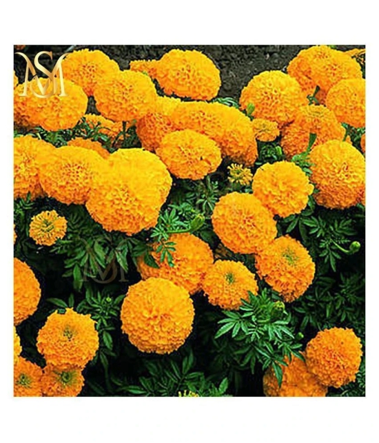 MS. Marigold Seeds MIX 30 seeds