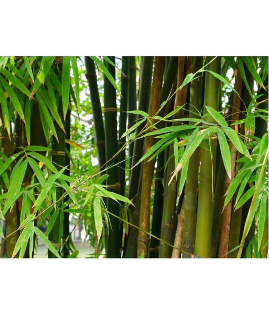 MALE BAMBOO SEEDS (CALCUTTA BAMBOO, SOLID BAMBOO) For Home Garden, Live Fencing, Natural Shadow, Prevent Air Pollution (Plant Seed Pack) 50 seeds