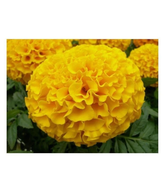 KANISHQ SEEDS YELLOW MARIGOLD FLOWER SEEDS-50 SEEDS