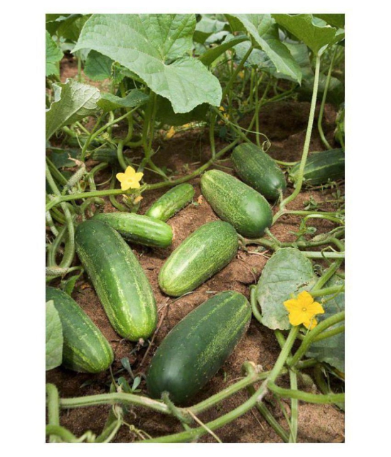 Cucumber Seeds by Jubilant