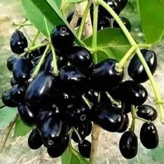 Black Jamun-Grafting  Fruit Plant