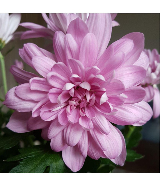 chrysantemum guldawadi pink 30 seeds pack with free cocopeat and user manual for home gardening use