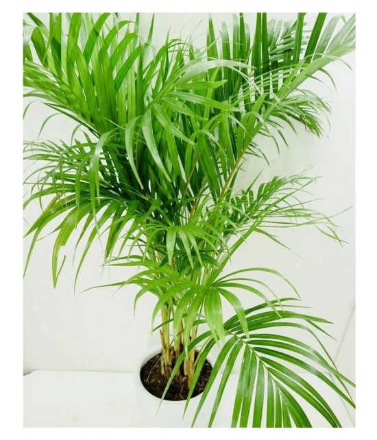 Seeds zone Areca Palm 10 Seeds Pack