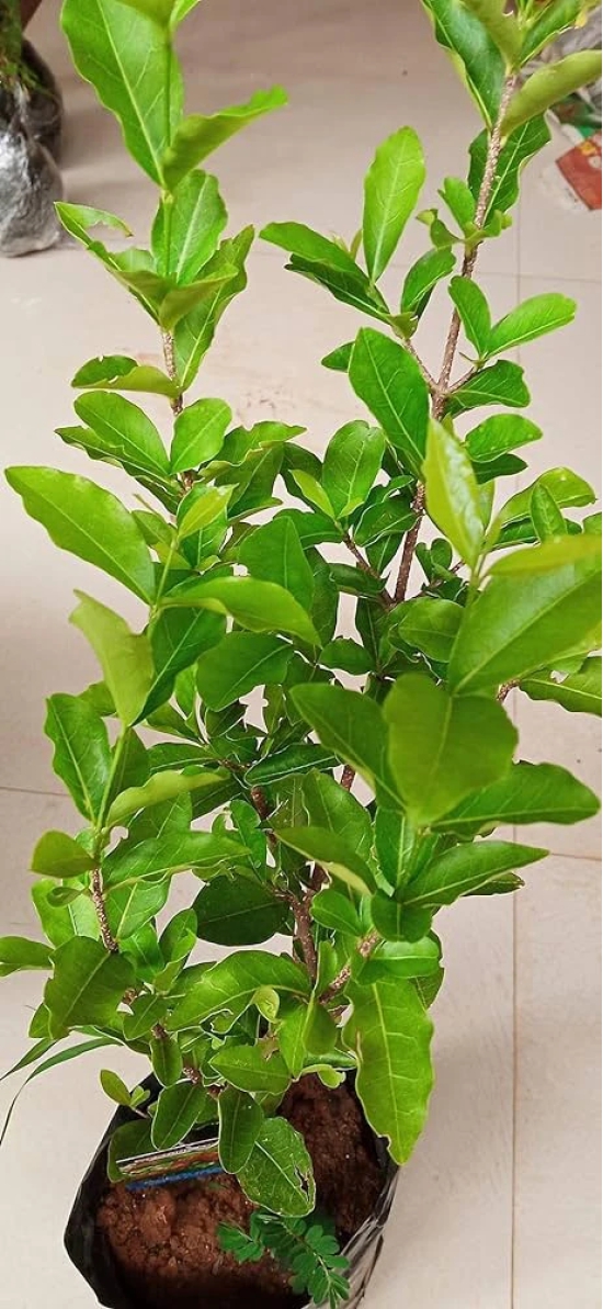 Barbados Cherry  Plant For Gardening