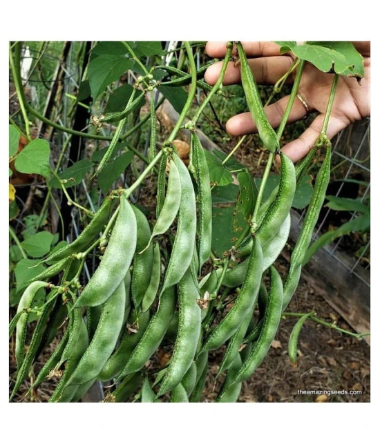 Dolichos Improved Sem Phali, Lima Beans - Vegetable 30 Seeds