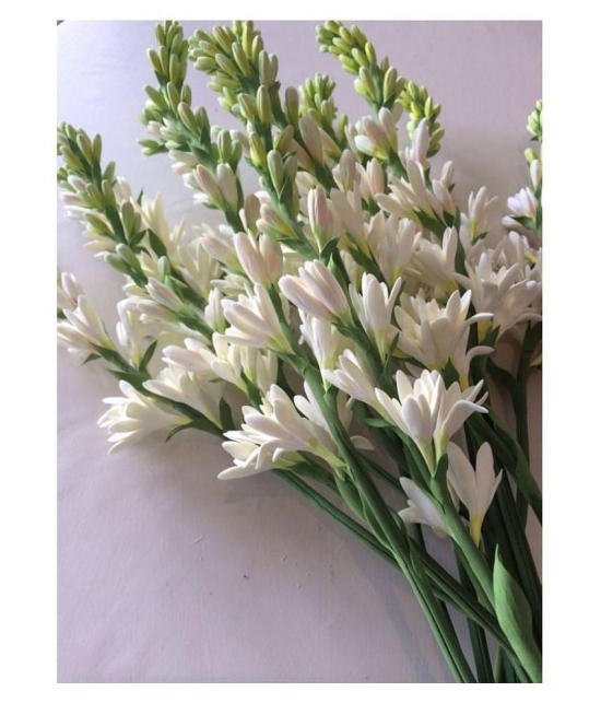 Rajnighandha or Tuberose Flower Bulbs (White, Pack of 5 Bulbs)