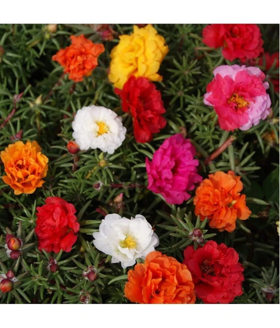 Portulaca Flower Seeds F1 Hybrid Summer Flower Seeds for Home Gardening Pack of 50 Seeds Packet