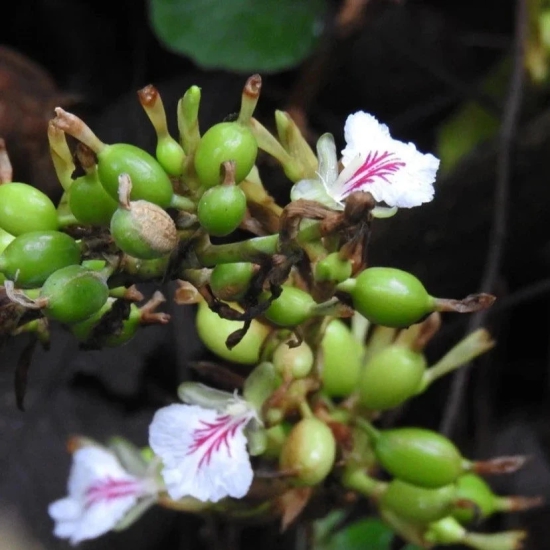 Indian Elaichi Plant For Gardening(Cardamom)