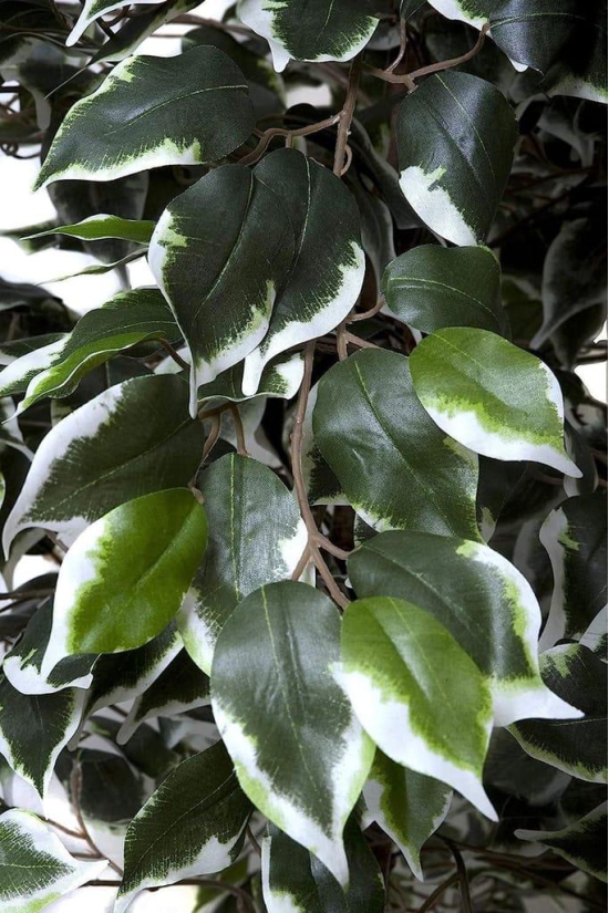 ARTIFICIAL GORGEOUS FICUS BENJAMINA VARIEGATED PLANT 6ft height