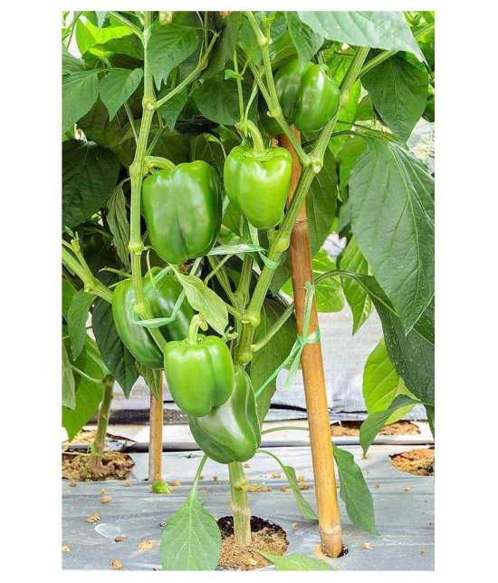 Capsicum/Bell Pepper/Shimla Mirch Green Seeds (20 Seeds) with growing cocopeat