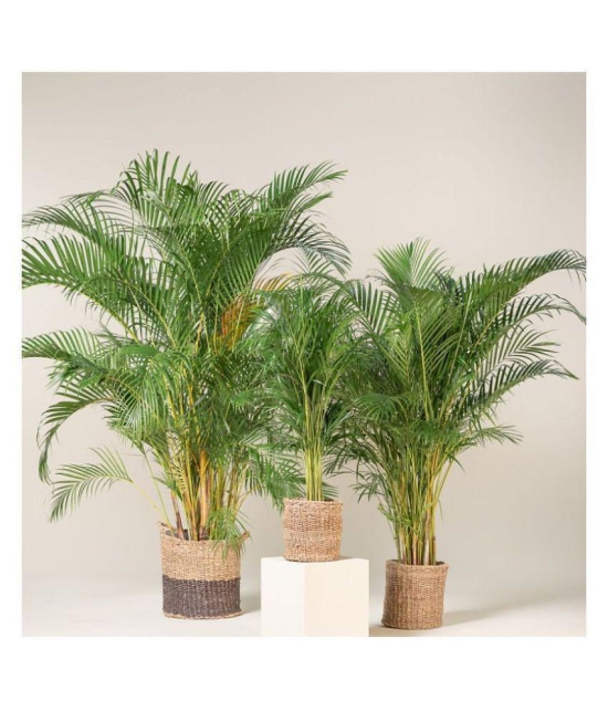 Areca Palm Seeds ( 5 seeds ) - Indoor & Outdoor Plant- Best Household Plant,Garden & Ornamental Plant Seeds