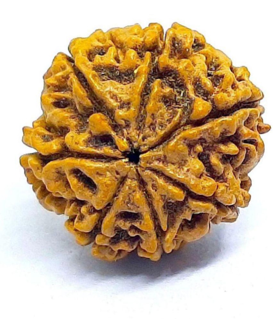 DvR ClicK - 7 Mukhi Rudraksha Bead ( Pack of 1 )