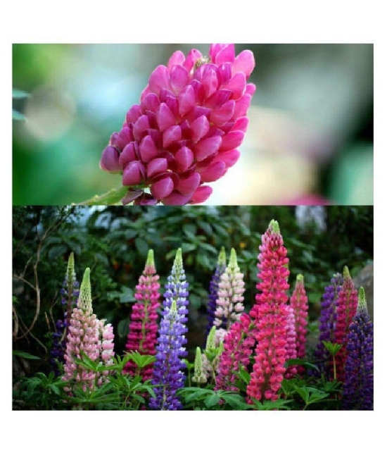 PREMIUM LUPIN FLOWER MIX COLOR 20 SEEDS PACK WITH MANUAL