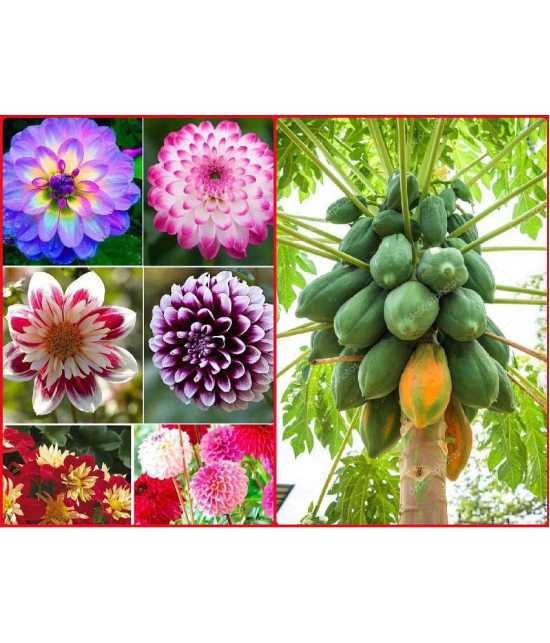 homeagro - Combo of Dahlia Mixed Flower ( 25 Seeds ) and Papaya F1 Hybrid Fruit ( 50 seed )