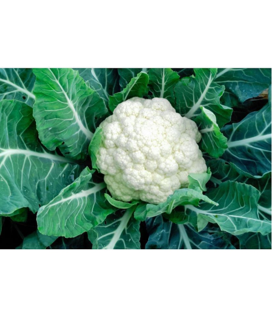 Cauliflower phoolgobhi 100 seeds high germination seeds with instruction manual