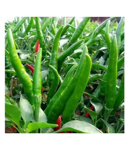 Pepper Chilli Hybrid Bengali Surajmukhi Type Seeds | 100 seeds